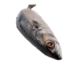 Ocean Pomfret Fish