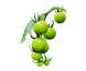 Green Cherry Tomato